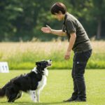 Border Collie trained by a Japanese dog trainer